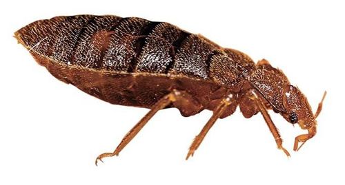 揭秘五种地球上最强大的昆虫,地球上远古已灭绝的昆虫