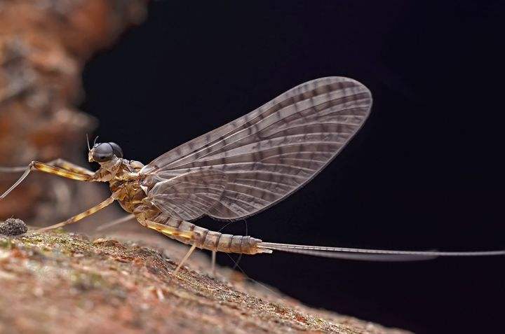 揭秘五种地球上最强大的昆虫,地球上远古已灭绝的昆虫