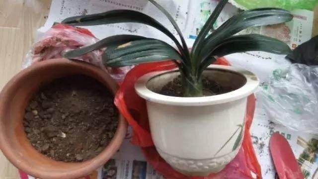 君子兰换盆的正确方法11月能够吗,君子兰花怎样换盆移栽