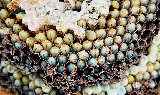 这些美味的虫子你敢吃吗,盘点能够吃的虫子