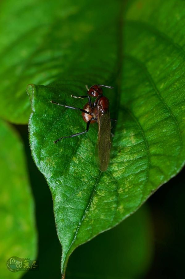 这些美味的虫子你敢吃吗,盘点能够吃的虫子