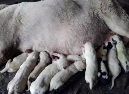 整整生了31只！世界为它鼓掌，国家为它颁奖~