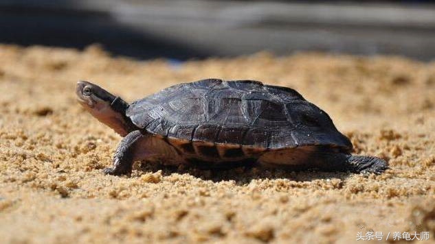 石金钱龟为什么崩盘,龟价低迷怎么办