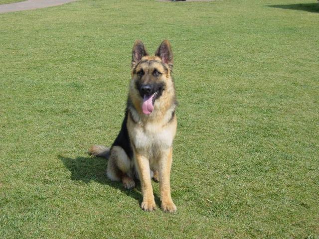 饲养德国牧羊犬要注意事项,饲养德牧