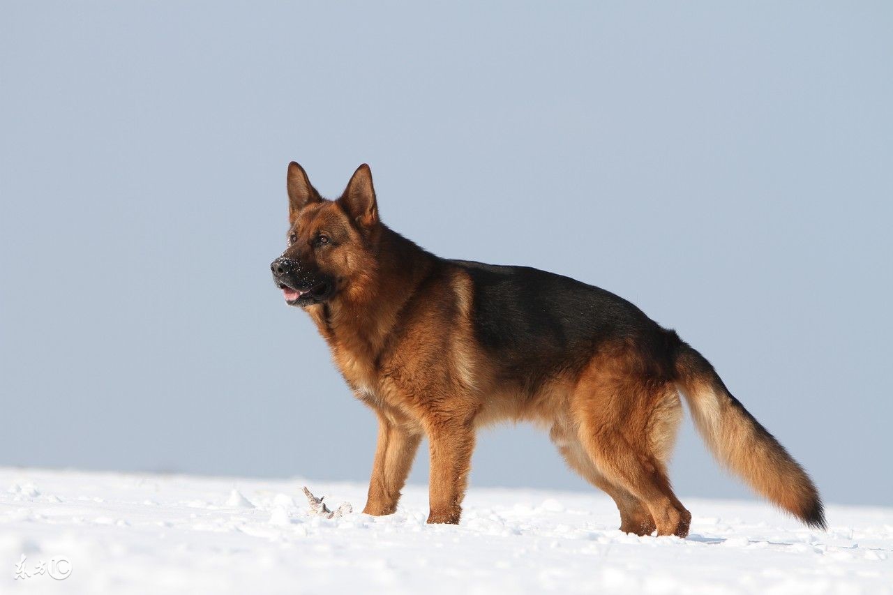 饲养德国牧羊犬要注意事项,饲养德牧
