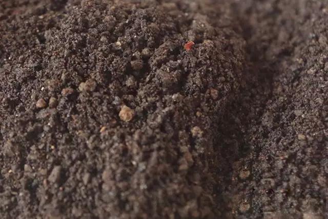 多肉配土为什么加稻壳炭,多肉配好的营养土