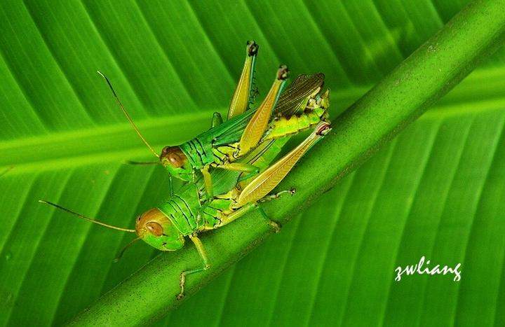 这些美味的虫子你敢吃吗,盘点能够吃的虫子