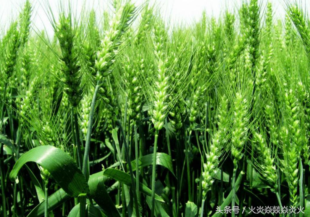 小麦怎样包衣,小麦如何包衣