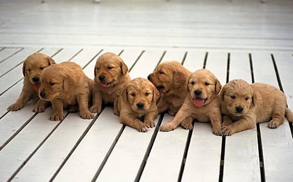 狗贩子买的狗怎么养,狗贩卖行业利润多少