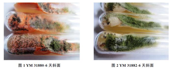 黄曲霉毒素会致残吗,黄曲霉毒素污染玉米吗