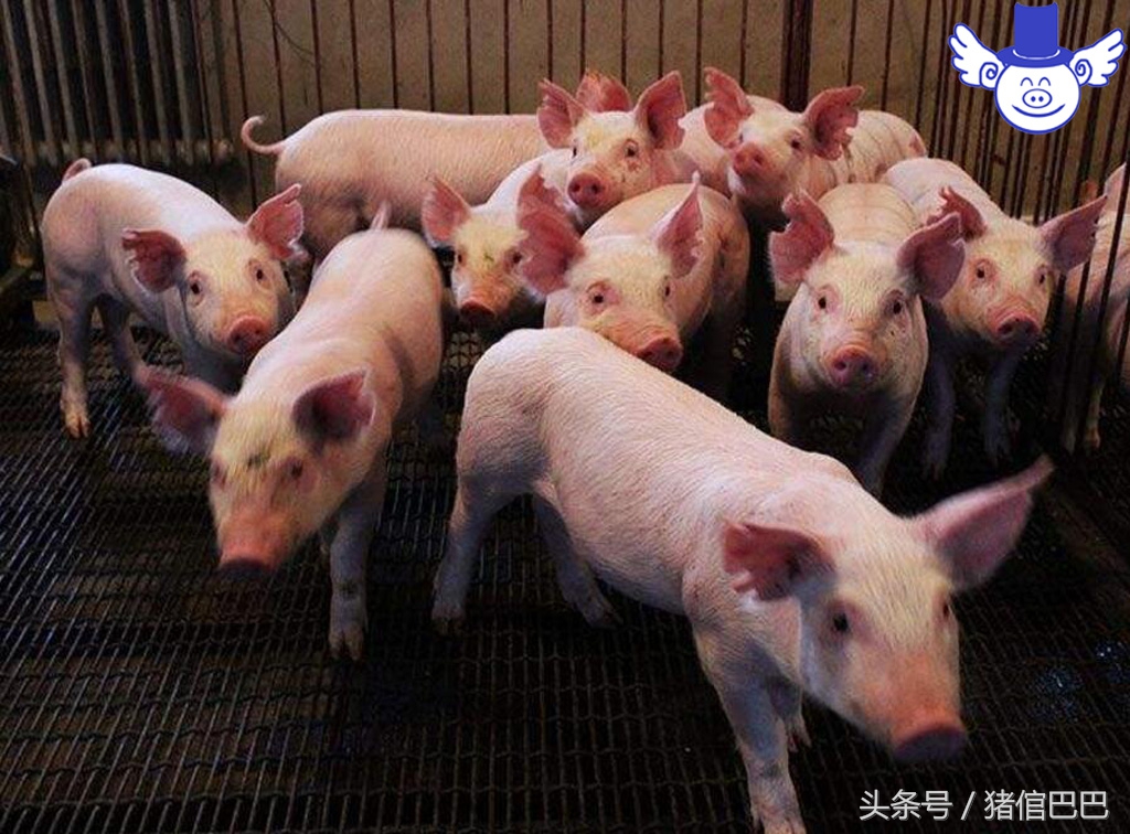 刚出生仔猪四肢无力趴着站不起来,哺乳仔猪后腿站不起来是什么病