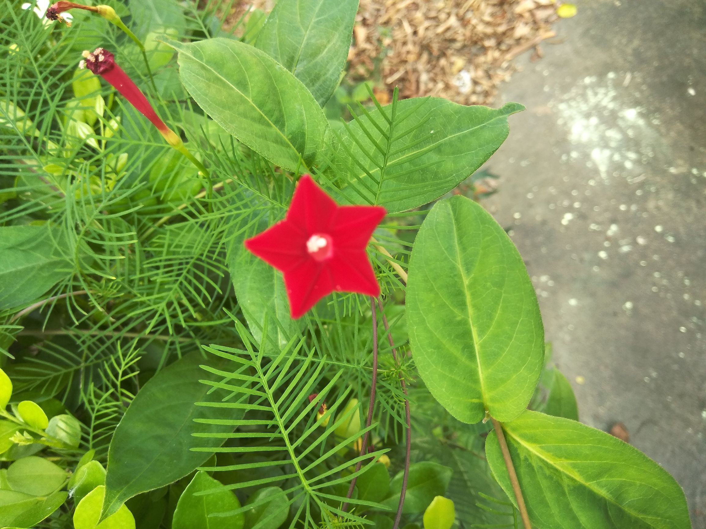 鲜艳石榴花,鲜艳的五角星图片