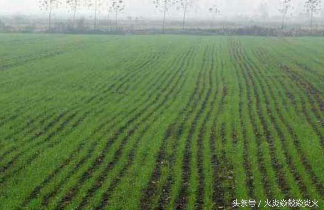 小麦怎样包衣,小麦如何包衣