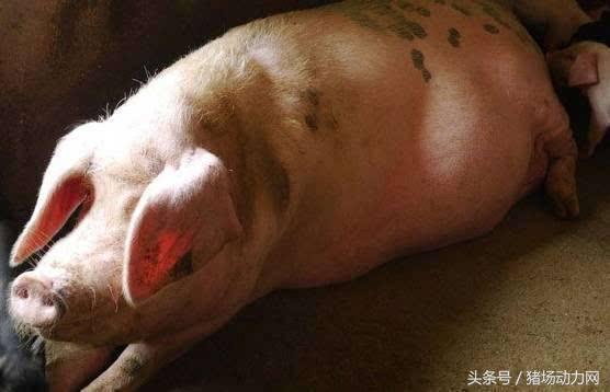 母猪不发情？如何从诱情、发情鉴定、人工授精上做好工作