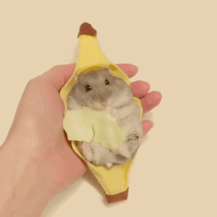 一只萌萌的吃货仓鼠，在角色扮演，还不忘记爪子里的好吃的