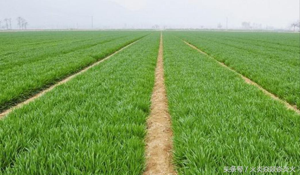 小麦怎样包衣,小麦如何包衣