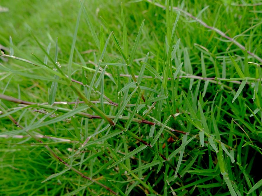 城市农村随处可得的中草药，治风湿痿痹拘挛跌打劳伤