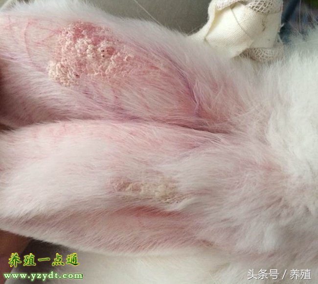 兔兔感染真菌皮肤病打什么针,怎么预防兔得真菌病