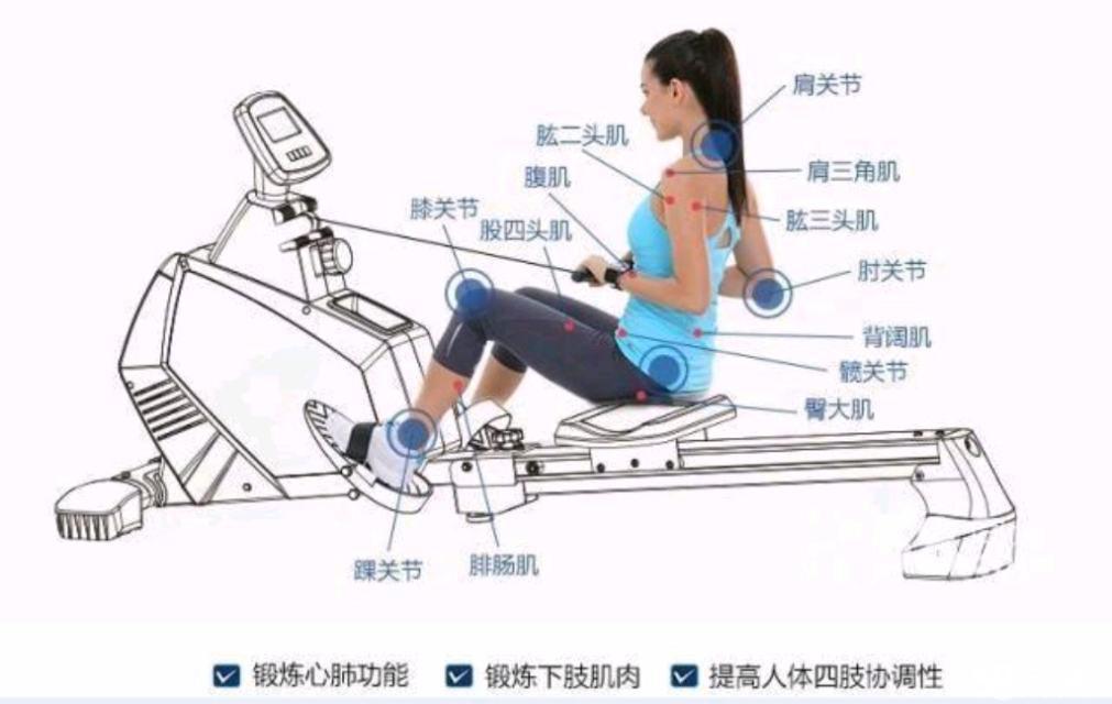 划船机能锻炼哪些部位,划船机能够瘦哪些部位