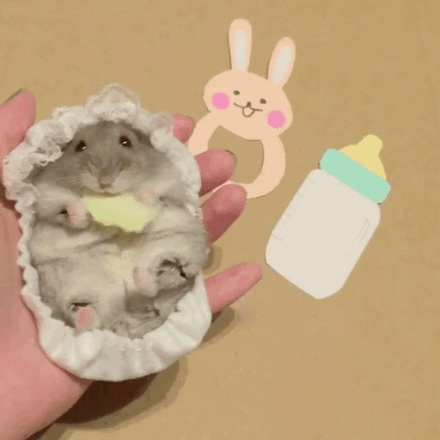 一只萌萌的吃货仓鼠，在角色扮演，还不忘记爪子里的好吃的