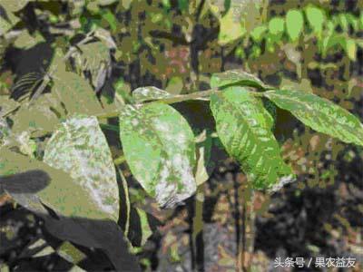 核桃虫害防治小妙招,核桃常见虫害有哪些