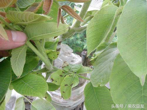 核桃虫害防治小妙招,核桃常见虫害有哪些