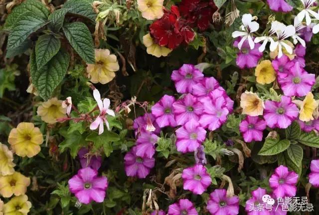 尼康d850数码单反摄影圣经,尼康d850的深度评价