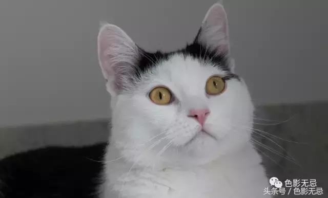 尼康d850数码单反摄影圣经,尼康d850的深度评价