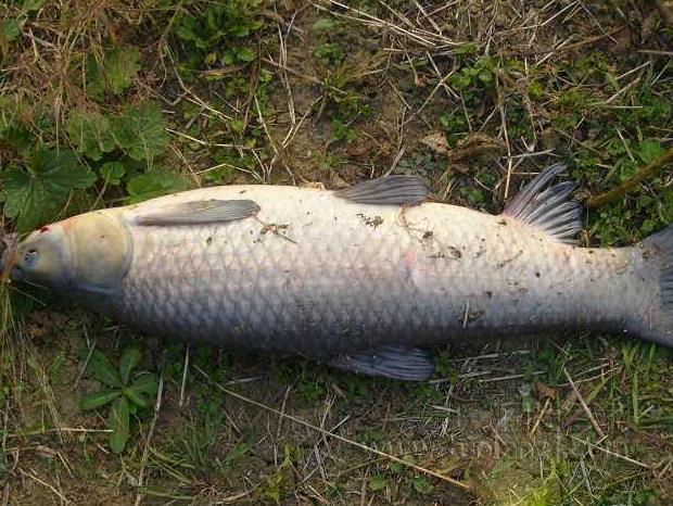 青鱼和鲢鱼的区别图片,和鳙鱼相似的鱼有哪些