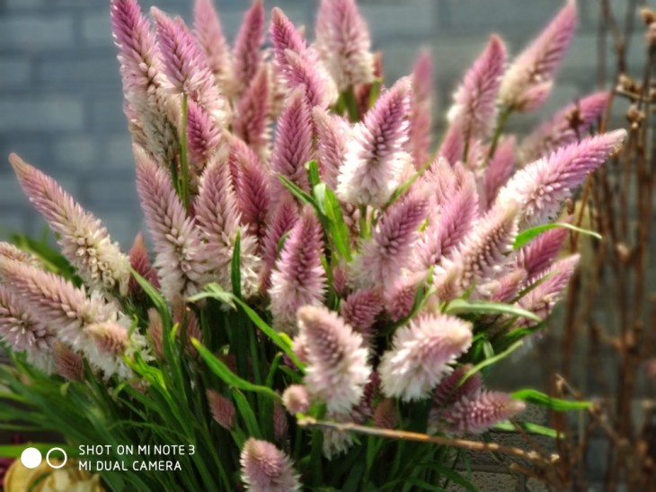 高颜值的拍照旗舰小米Note3拍照以及性能到底如何？