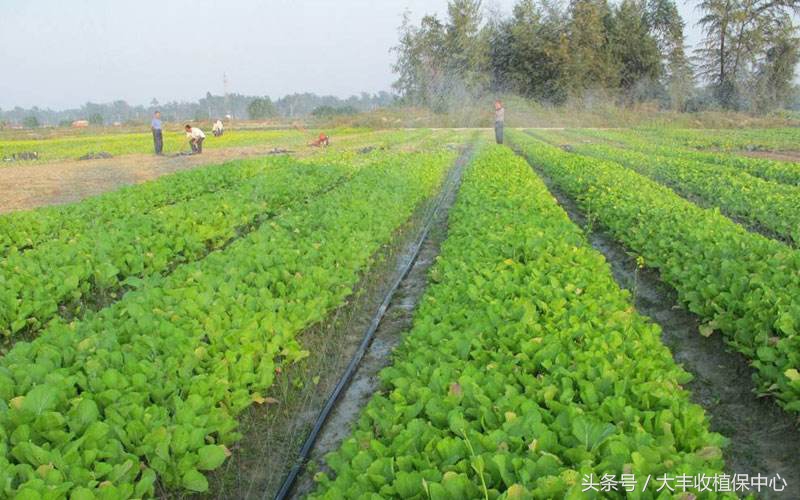 蔬菜真菌病害的防治方法,草莓真菌病害用药