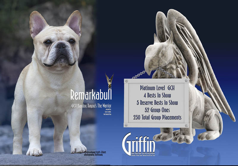 美国西敏寺犬展金毛,美国西敏寺博美犬展