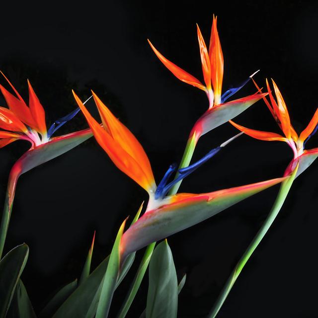 绿萝能除甲醛吗甲醛最怕三个克星,绿萝除甲醛效果最好的方法