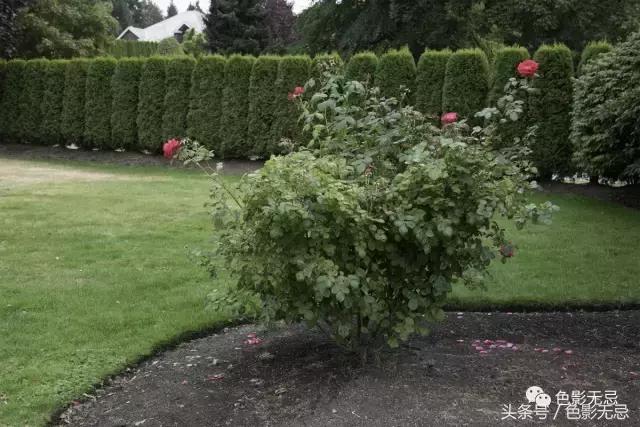 尼康d850数码单反摄影圣经,尼康d850的深度评价