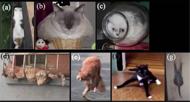 搞笑诺贝尔奖猫,2009诺贝尔搞笑医学奖