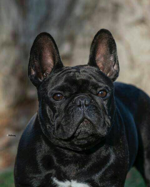 美国西敏寺犬展金毛,美国西敏寺博美犬展