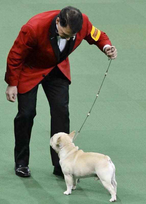 美国西敏寺犬展金毛,美国西敏寺博美犬展