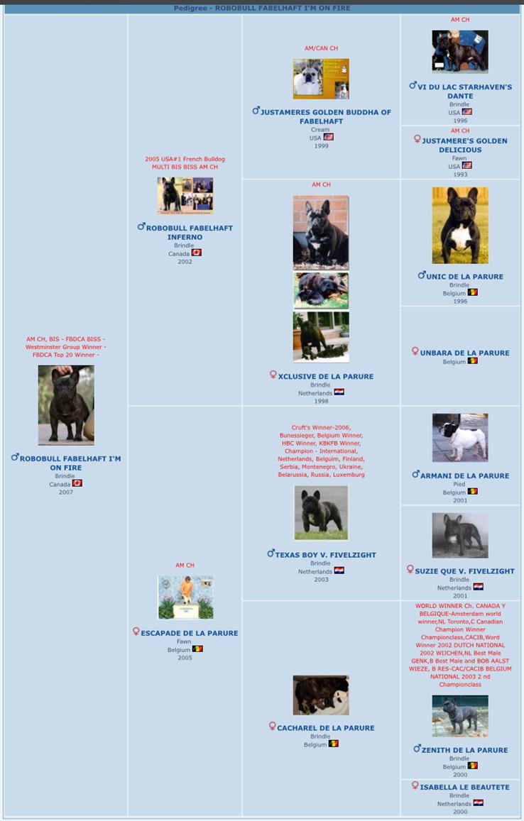 美国西敏寺犬展金毛,美国西敏寺博美犬展