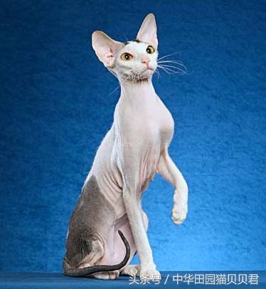 《福布斯》世界10大名贵猫，你知道几个？