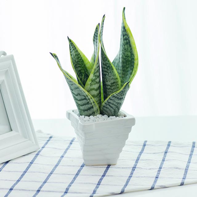 绿萝能除甲醛吗甲醛最怕三个克星,绿萝除甲醛效果最好的方法