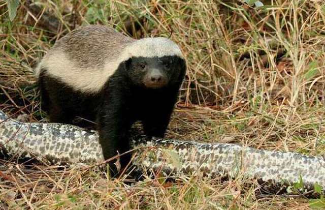 非洲平头哥（蜜獾）教你如何行走江湖！