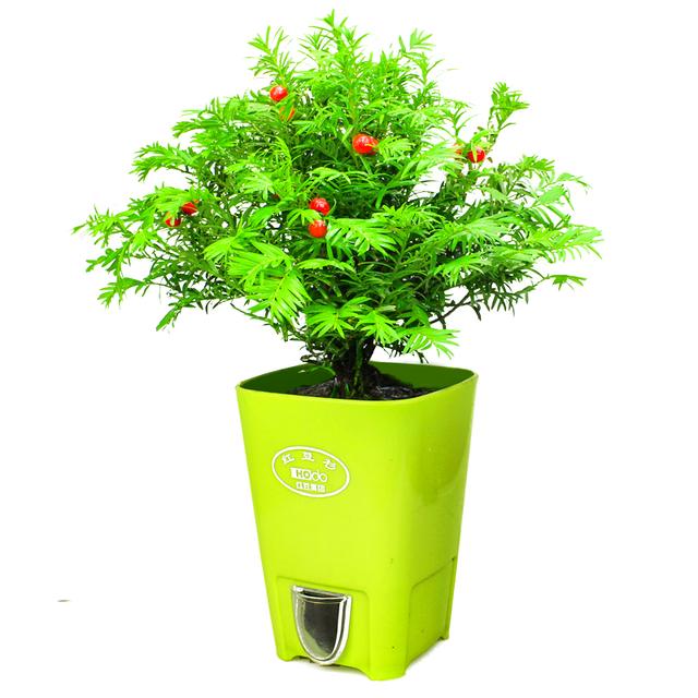 绿萝能除甲醛吗甲醛最怕三个克星,绿萝除甲醛效果最好的方法