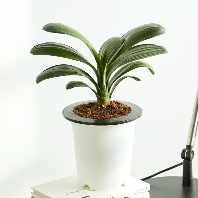 绿萝能除甲醛吗甲醛最怕三个克星,绿萝除甲醛效果最好的方法