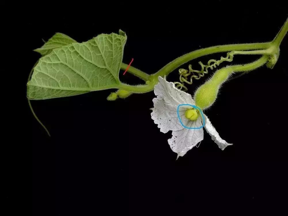 手捻葫芦室内阳台能够种吗,手捻葫芦几月份种好