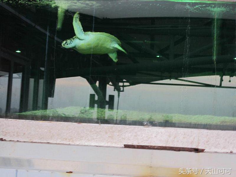 鼓浪屿哪里的海滩海鲜多,厦门鼓浪屿的海鲜哪家好吃