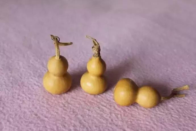 手捻葫芦室内阳台能够种吗,手捻葫芦几月份种好