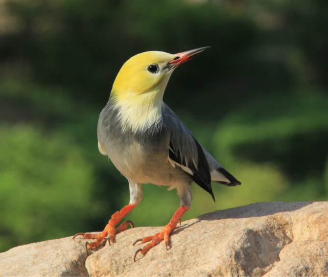 你还知道哪些鸟类的特殊本领呢,鸟类的味觉器官是哪