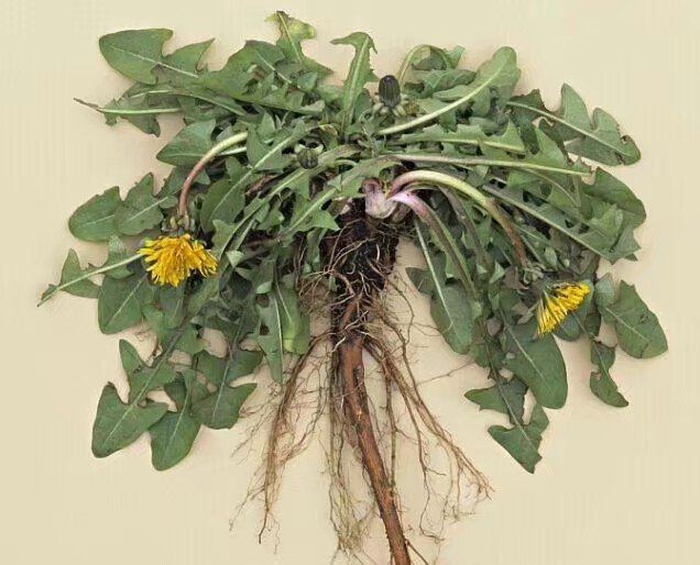 蒲公英茶哪些人不合适喝,蒲公英隔夜能喝吗