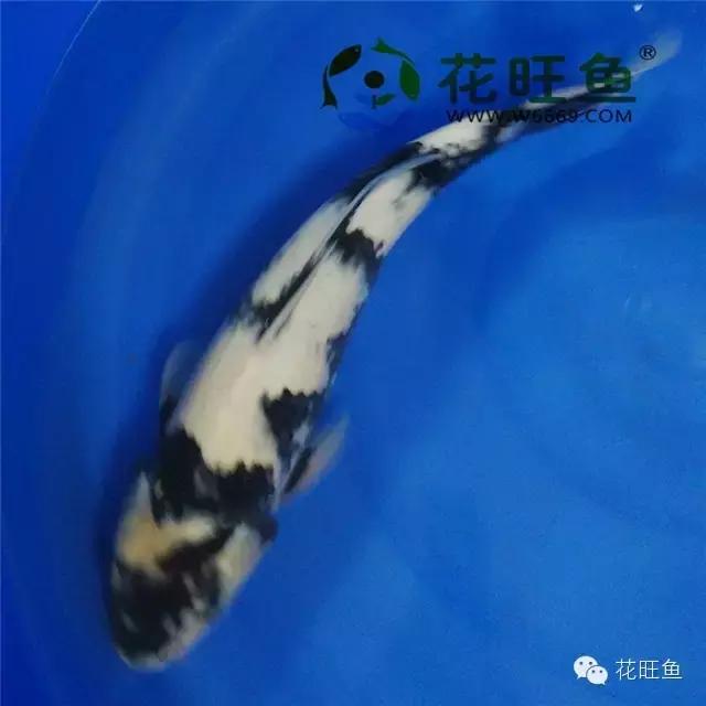 锦鲤鱼缸泡沫多最简单的处理方法,锦鲤鱼缸水面有泡沫的原因和处理