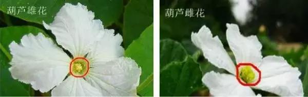 手捻葫芦室内阳台能够种吗,手捻葫芦几月份种好